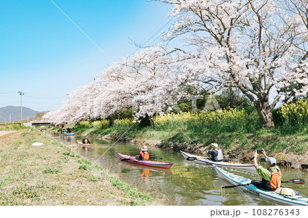 滋賀県近江八幡 八幡堀の水郷めぐり　手漕ぎ船で桜と菜の花を楽しむ 108276343