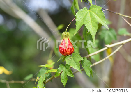 Abutilon pictum or Abutilon striatum redvein flower growing in Da Lat in Vietnam abutilon, red vein Indian mallow, redvein flowering maple, Chinese-lantern, red vein, Chinese lanterns. 108276518
