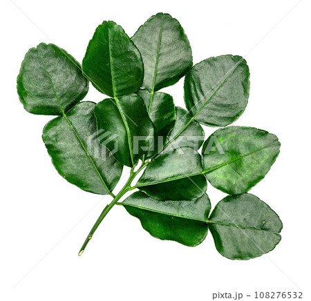 Green leaves pattern,leaf kaffir lime isolated Green leaves pattern,leaf kaffir lime isolated 108276532