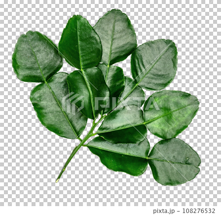 Green leaves pattern,leaf kaffir lime isolated Green leaves pattern,leaf kaffir lime isolated 108276532