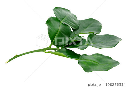 Green leaves pattern,leaf kaffir lime isolated Green leaves pattern,leaf kaffir lime isolated 108276534