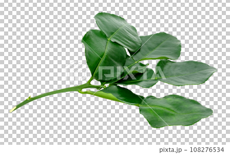 Green leaves pattern,leaf kaffir lime isolated Green leaves pattern,leaf kaffir lime isolated 108276534