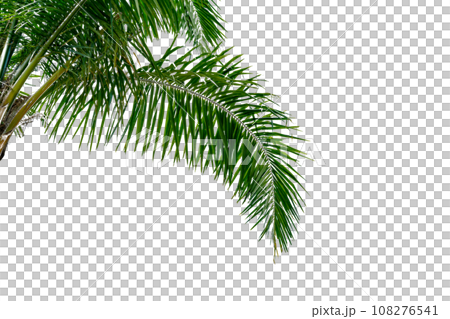 leaf coconut tree isolated leaf coconut tree isolated 108276541