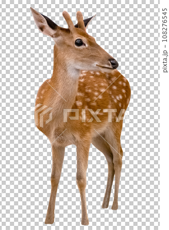 Spotted deer isolated 108276545