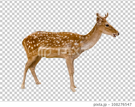 Spotted deer isolated 108276547