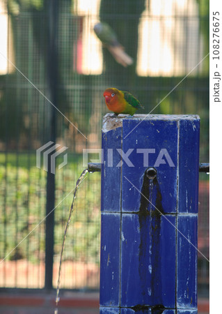 colored parrot at the drinking bowl 108276675
