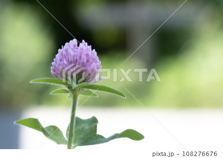 公園の橋のたもとにムラサキツメクサ 公園の橋のたもとにムラサキツメクサ 108276676
