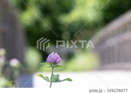 公園の橋のたもとにムラサキツメクサ 108276677