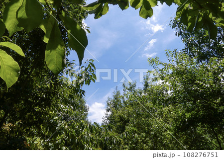 夏の青空の中を公園散策　滋賀県守山市びわこ地球市民の森 108276751