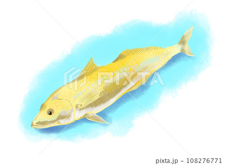 海底の砂地でくつろぐ鱚のイラスト 108276771