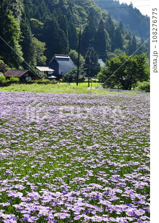 京都市左京区　満開の北山友禅菊と久多宮の町集落 108276775