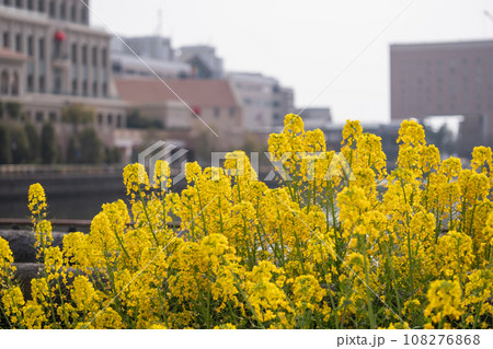 春に咲く黄色菜の花。 春に咲く黄色菜の花。 108276868