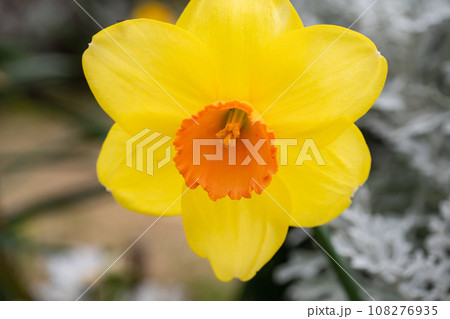 春に咲く黄色いスイセンの花のクローズアップ。 108276935