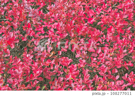 浄土平で見つけた高山植物 浄土平で見つけた高山植物 108277011