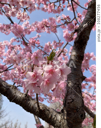 春の日の満開の桜と青空 春の日の満開の桜と青空 108277456