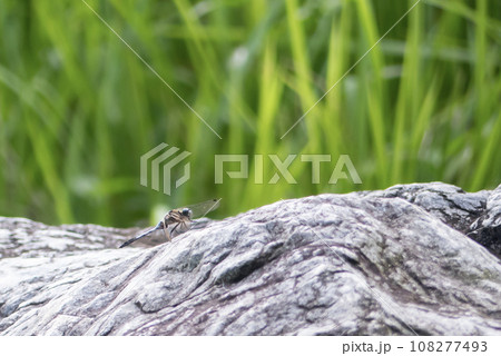 石の上にシオカラトンボ 石の上にシオカラトンボ 108277493