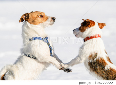 Dog training and pet socialization class. Two happy dogs playing together outside on winter day. Dog training and pet socialization class. Two happy dogs playing together outside on winter day. 108277722