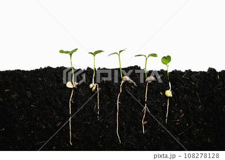 Plant sprout grows germinating with isolated white background 108278128