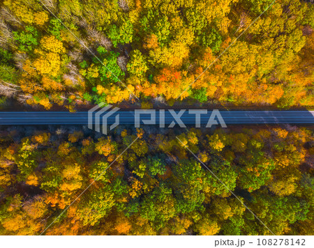 Autumn colors in Lithuania. A path through an Autumn forest.  108278142