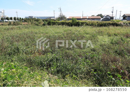 女堀（飯土井地区） 108278550