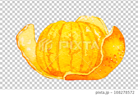 Watercolor illustration of peeled tangerines 108278572