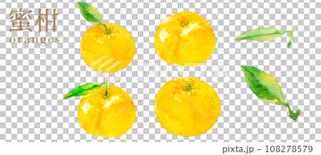 水彩畫的柑橘插圖集 水彩畫的柑橘插圖集 108278579