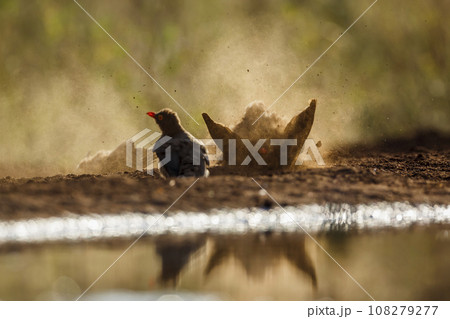 Red billed Oxpecker in Kruger National park, South Africa Red billed Oxpecker in Kruger National park, South Africa 108279277