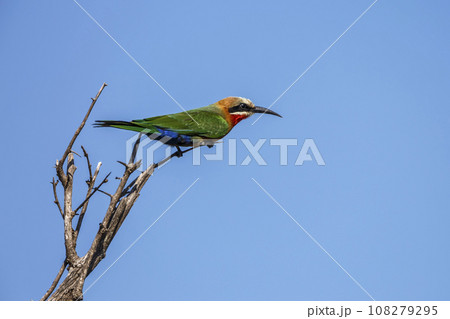 White fronted Bee eater in Kruger National park, South Africa White fronted Bee eater in Kruger National park, South Africa 108279295
