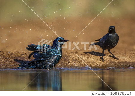 Cape Glossy Starling in Kruger National park, South Africa Cape Glossy Starling in Kruger National park, South Africa 108279314