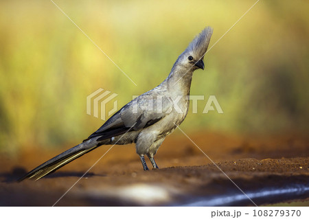 Grey go away bird in Kruger National park, South Africa 108279370