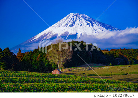 茶畑から望む冠雪した富士山 108279617