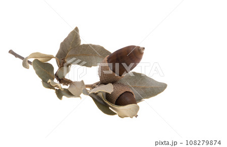 dry acorn isolated 108279874