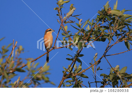 枝にとまるモズ 枝にとまるモズ 108280038