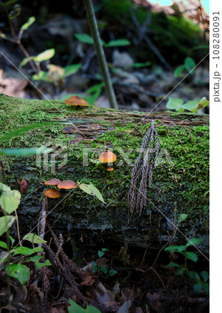森の中の苔の生えた倒木に生えたキノコ 森の中の苔の生えた倒木に生えたキノコ 108280091