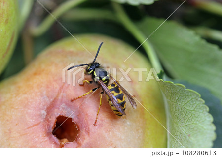 Apple with chewed hole and wasp Apple with chewed hole and wasp 108280613
