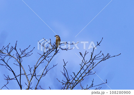 モズ♂の縄張り争い　秋の高鳴き 108280900
