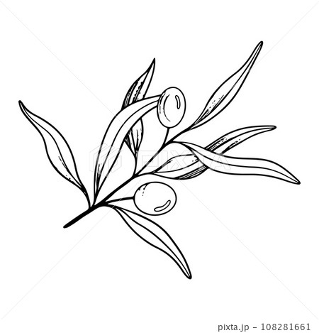 Sketch of olive branch with berries and leaves. Hand drawn vector line art illustration. Black and white drawing of the symbol of Italy or Greek for cards, design logo, tattoo Sketch of olive branch with berries and leaves. Hand drawn vector line art illustration. Black and white drawing of the symbol of Italy or Greek for cards, design logo, tattoo 108281661