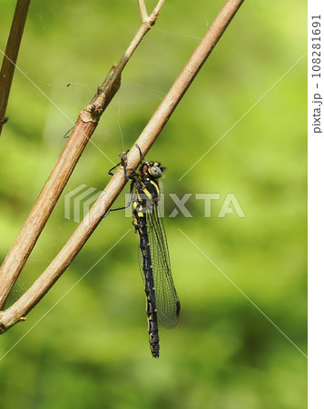 ムカシトンボ 108281691
