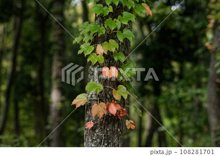 蔦の紅葉 蔦の紅葉 108281701