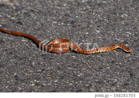道路を渡るナミヘビ科ヤマカガシ幼蛇 108281703
