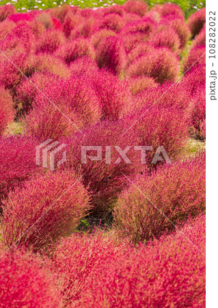 コキアの紅葉（ひたち海浜公園） 108282022