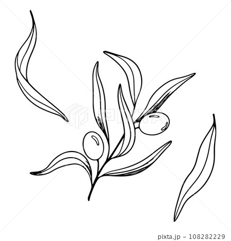 Sketch of olive branch with berries and leaves. Hand drawn vector line art illustration. Black and white drawing of the symbol of Italy or Greek for cards, design logo, tattoo 108282229