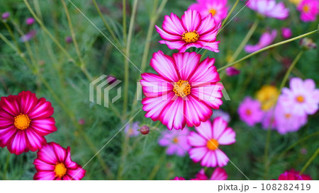 濃いピンク色のコスモス 濃いピンク色のコスモス 108282419