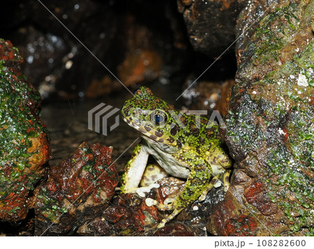 アマミイシカワガエル 108282600