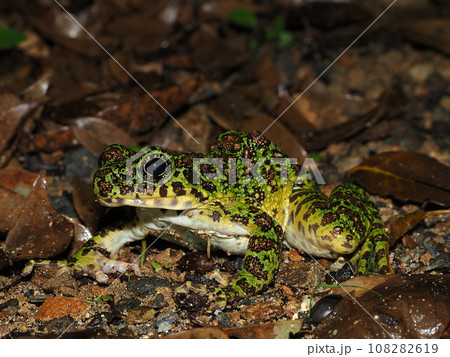 アマミイシカワガエル アマミイシカワガエル 108282619