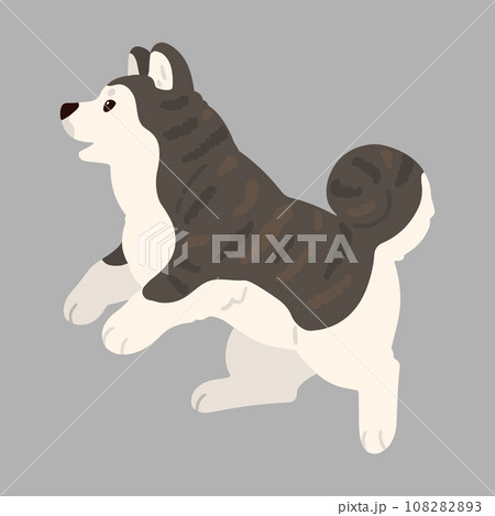 ジャンプするシンプルで可愛い虎毛の秋田犬のイラスト　主線なし 108282893