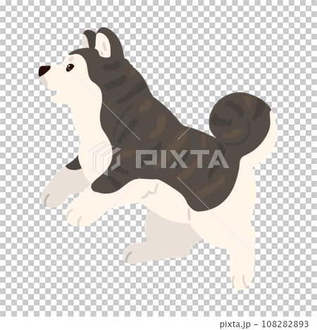 ジャンプするシンプルで可愛い虎毛の秋田犬のイラスト　主線なし 108282893