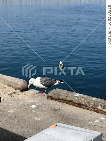 陸地にいるウミネコ1羽と海面にいるウミネコ1羽 108283219