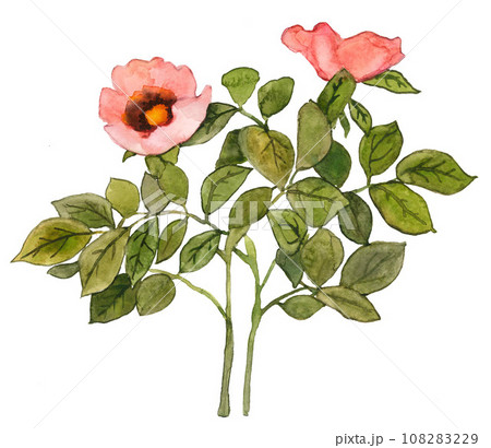 Hand drawn branch of blooming rosehip 108283229