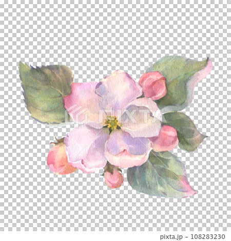 Watercolor apple tree branch and flowers, blooming tree on white background, isolated watercolor illustration. It's perfect for wedding cards and invitations, mothers day and valentines card. Watercolor apple tree branch and flowers, blooming tree on white background, isolated watercolor illustration. It's perfect for wedding cards and invitations, mothers day and valentines card. 108283230